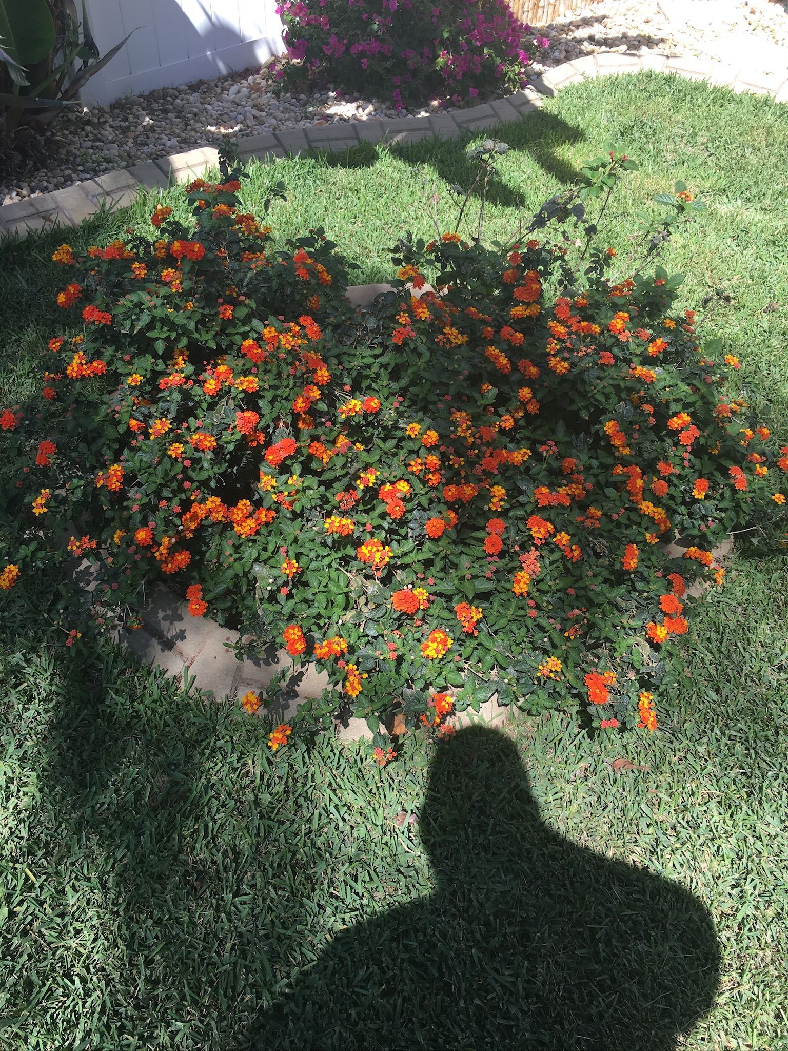 A shadow of a person is cast on a lush green lawn surrounded by flowers.
