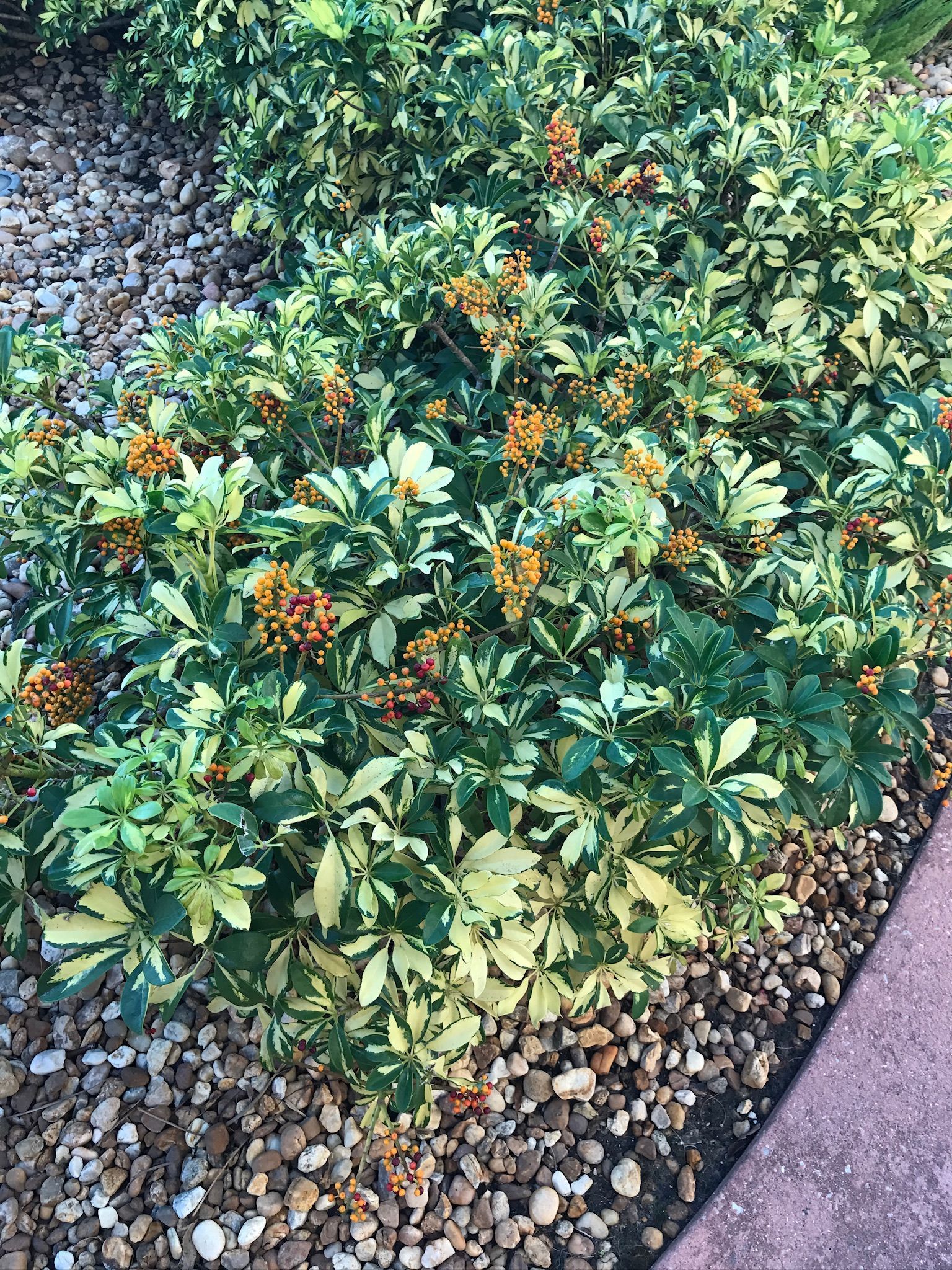 A bush with lots of green leaves and yellow berries is growing next to a gravel path.