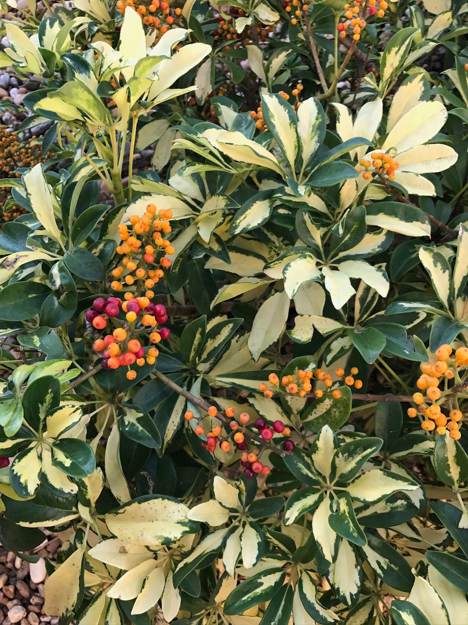 A close up of a plant with lots of leaves and berries.