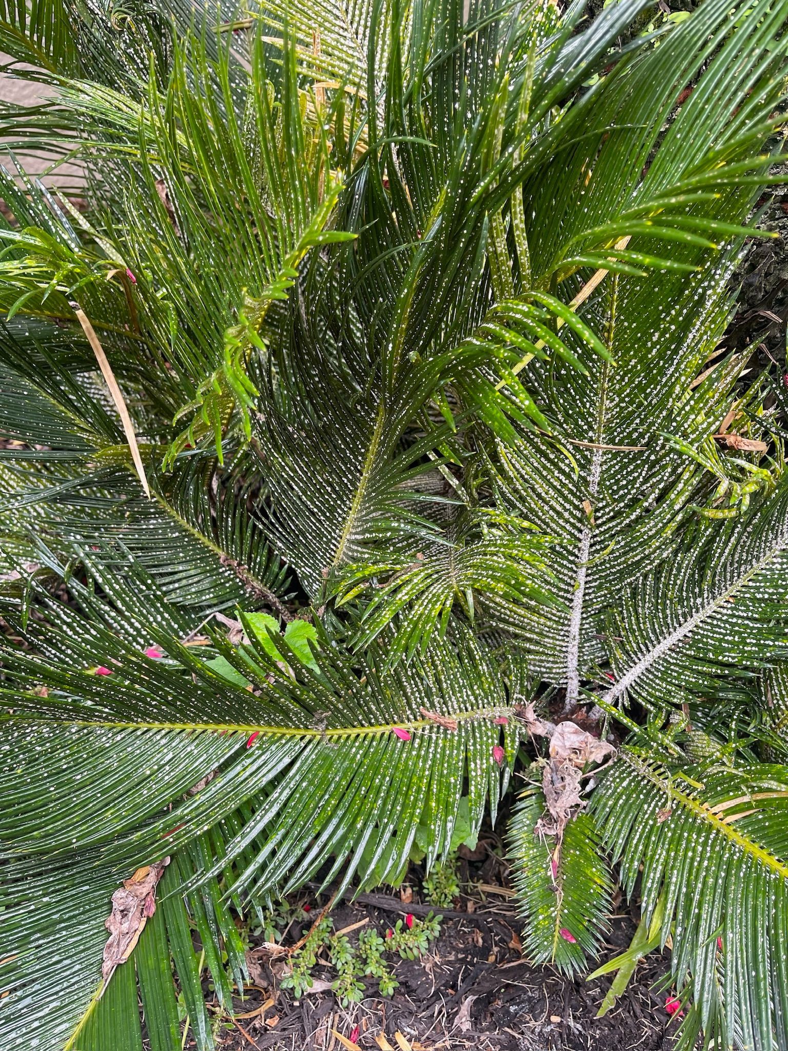 A close up of a palm tree with lots of leaves.