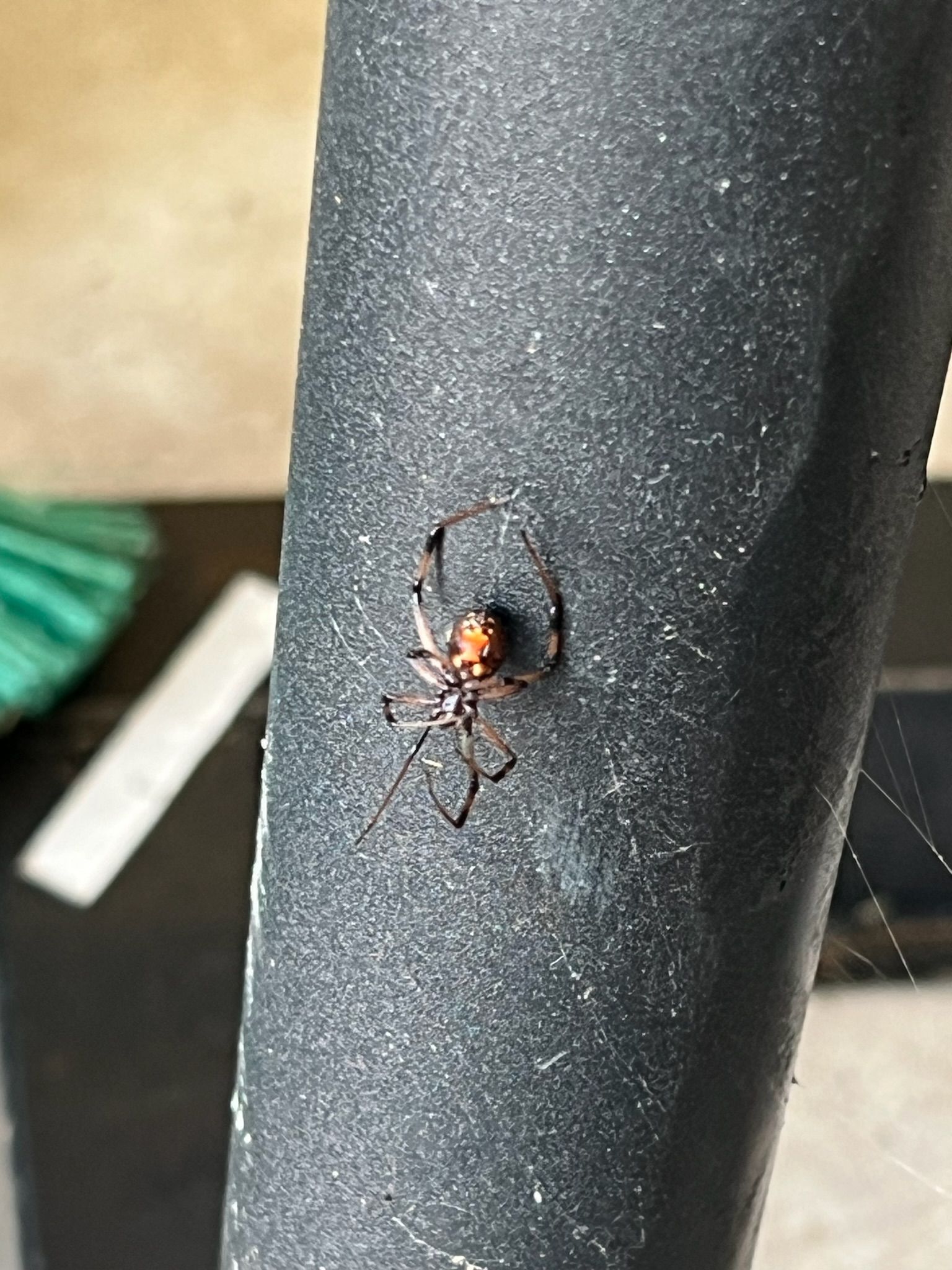 A close up of a spider on a black pole.