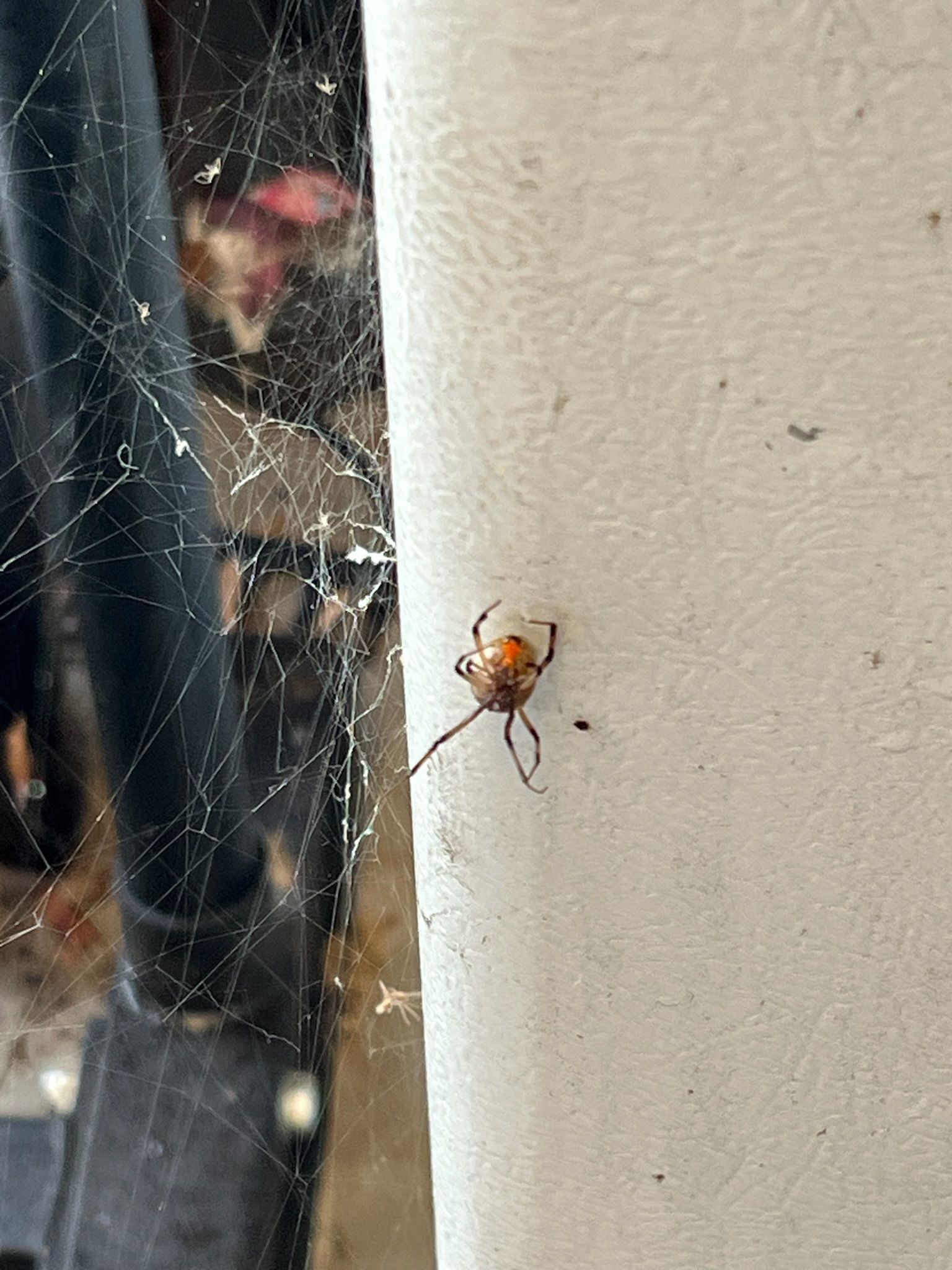 A small spider is sitting on a white wall next to a spider web.