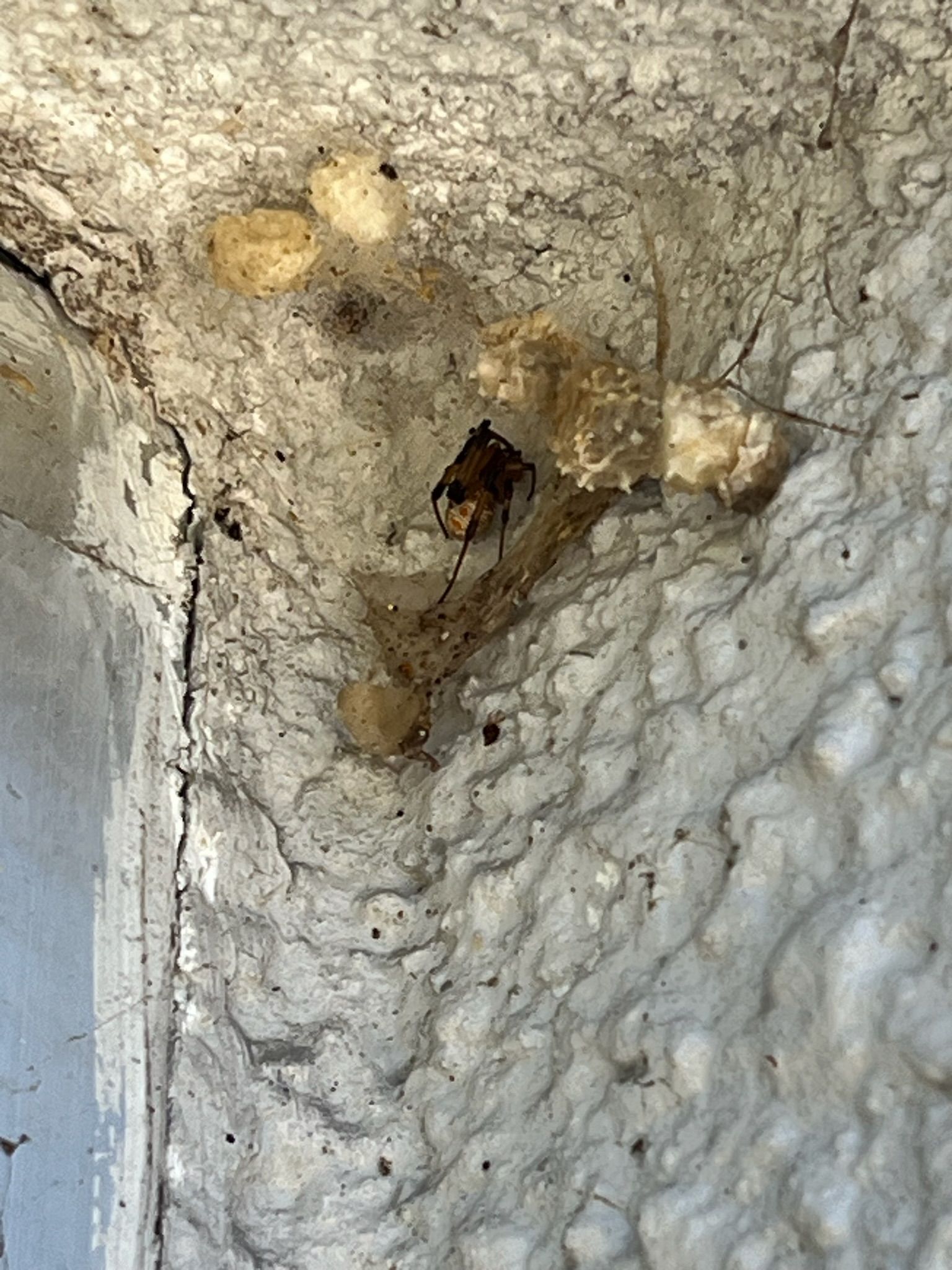 A spider is sitting on a white wall next to a window.