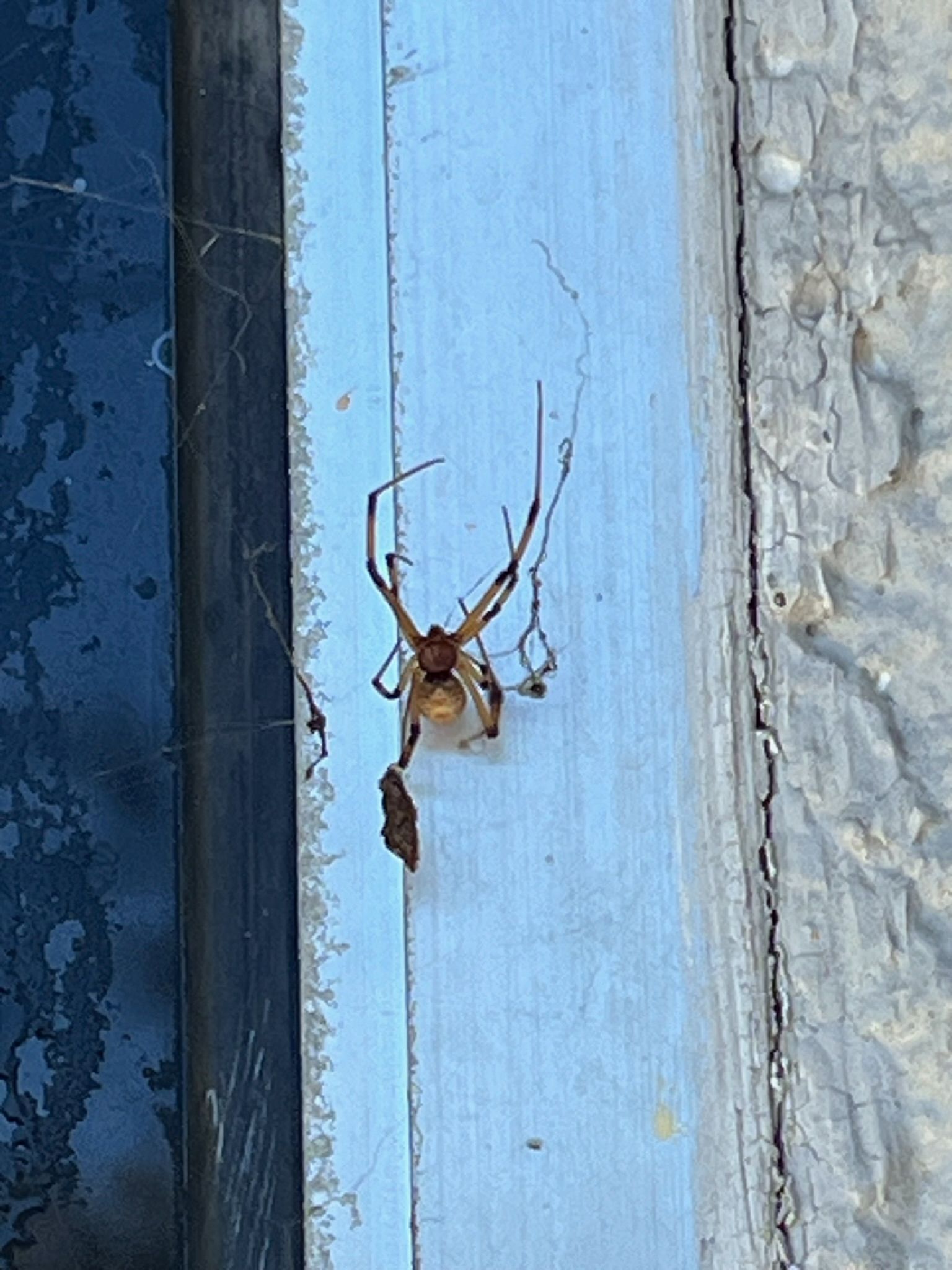 A spider is sitting on a window sill next to a window.