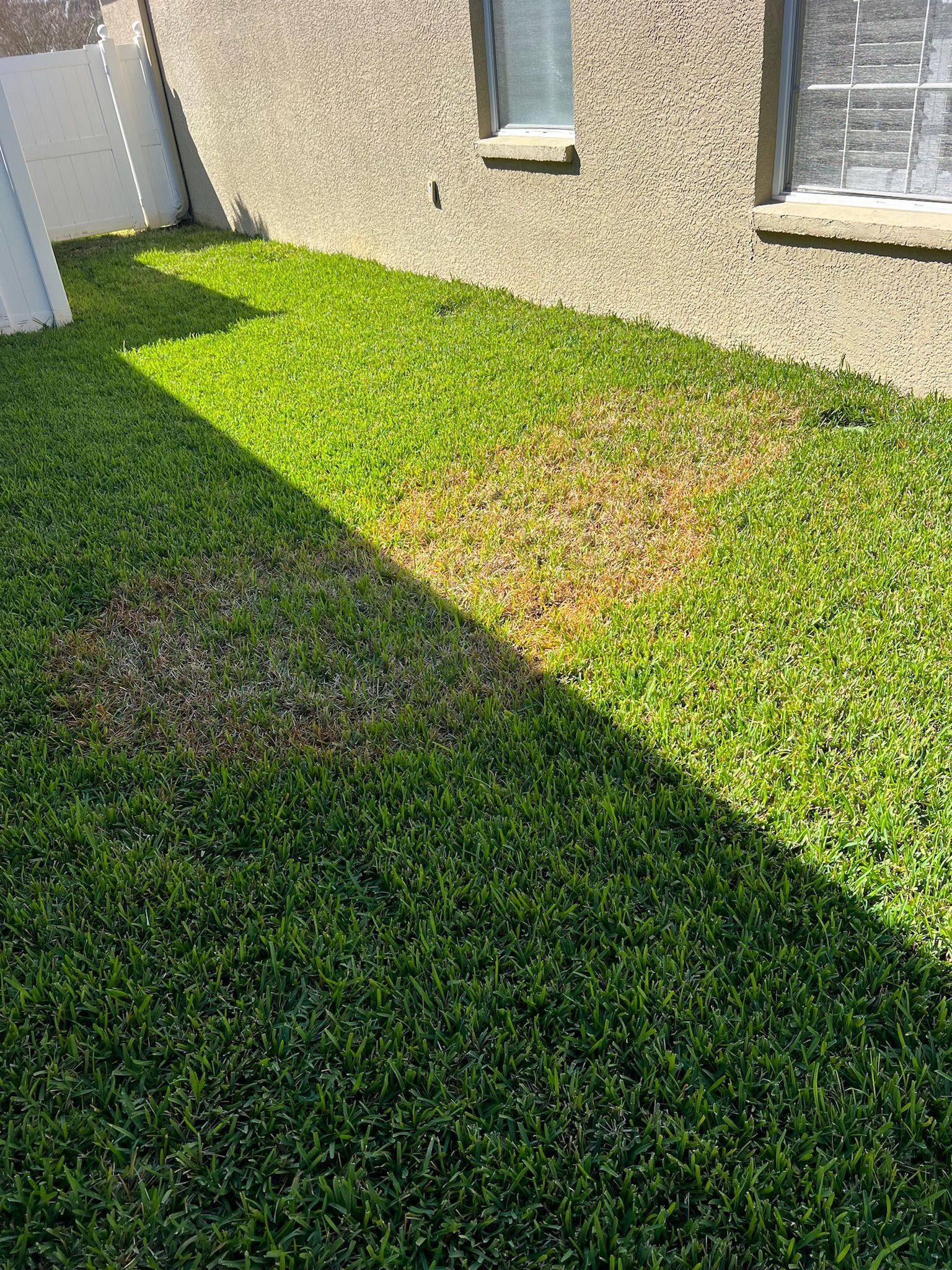 A lawn with a lot of green grass and a window in the background.