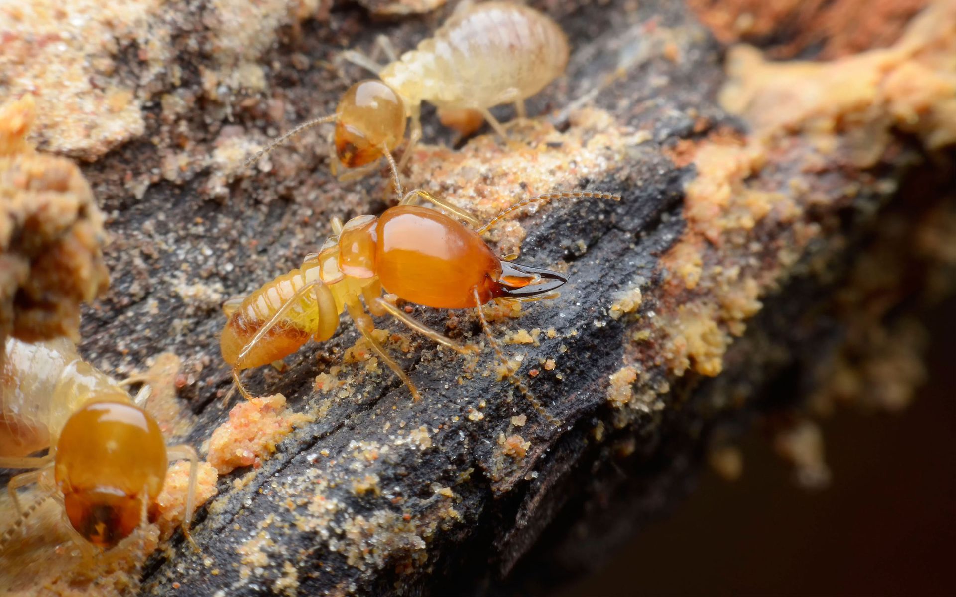 termites