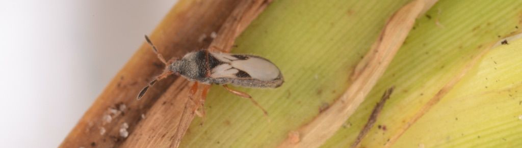 Southern Chinch Bug on a green banana peel with brown stem edges