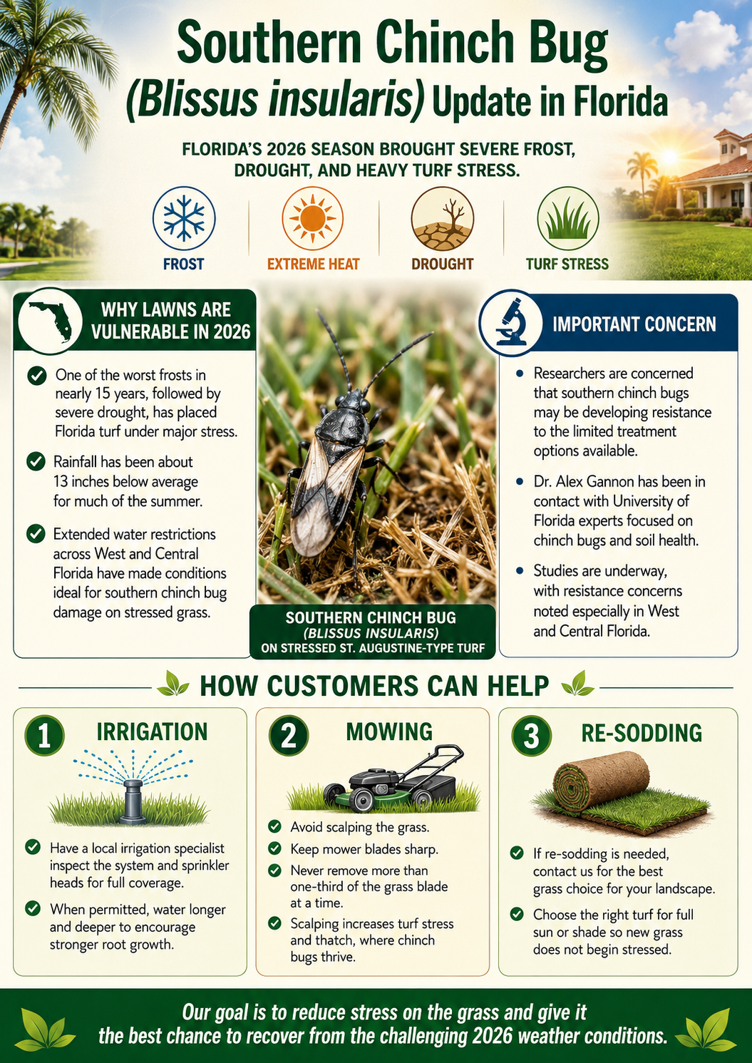 Infographic on Southern chinch bug in Florida lawns, with control tips and illustrations of lawn care steps