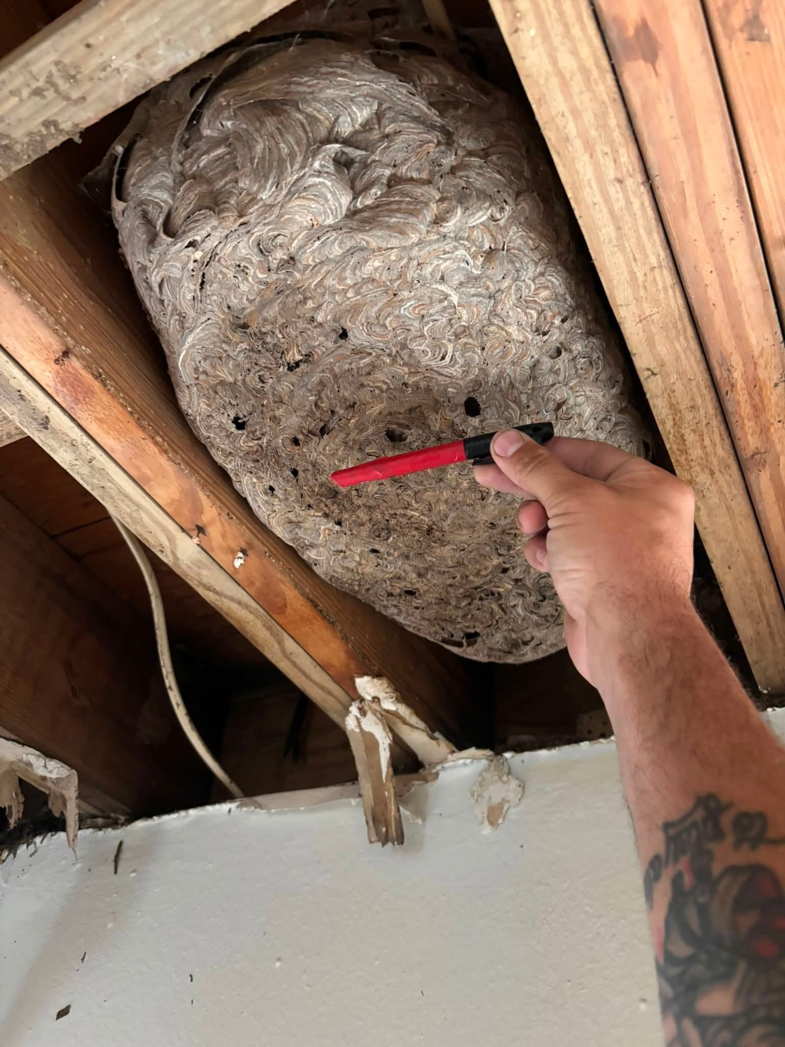 Hand pointing at a large hornet nest attached to exposed ceiling beams