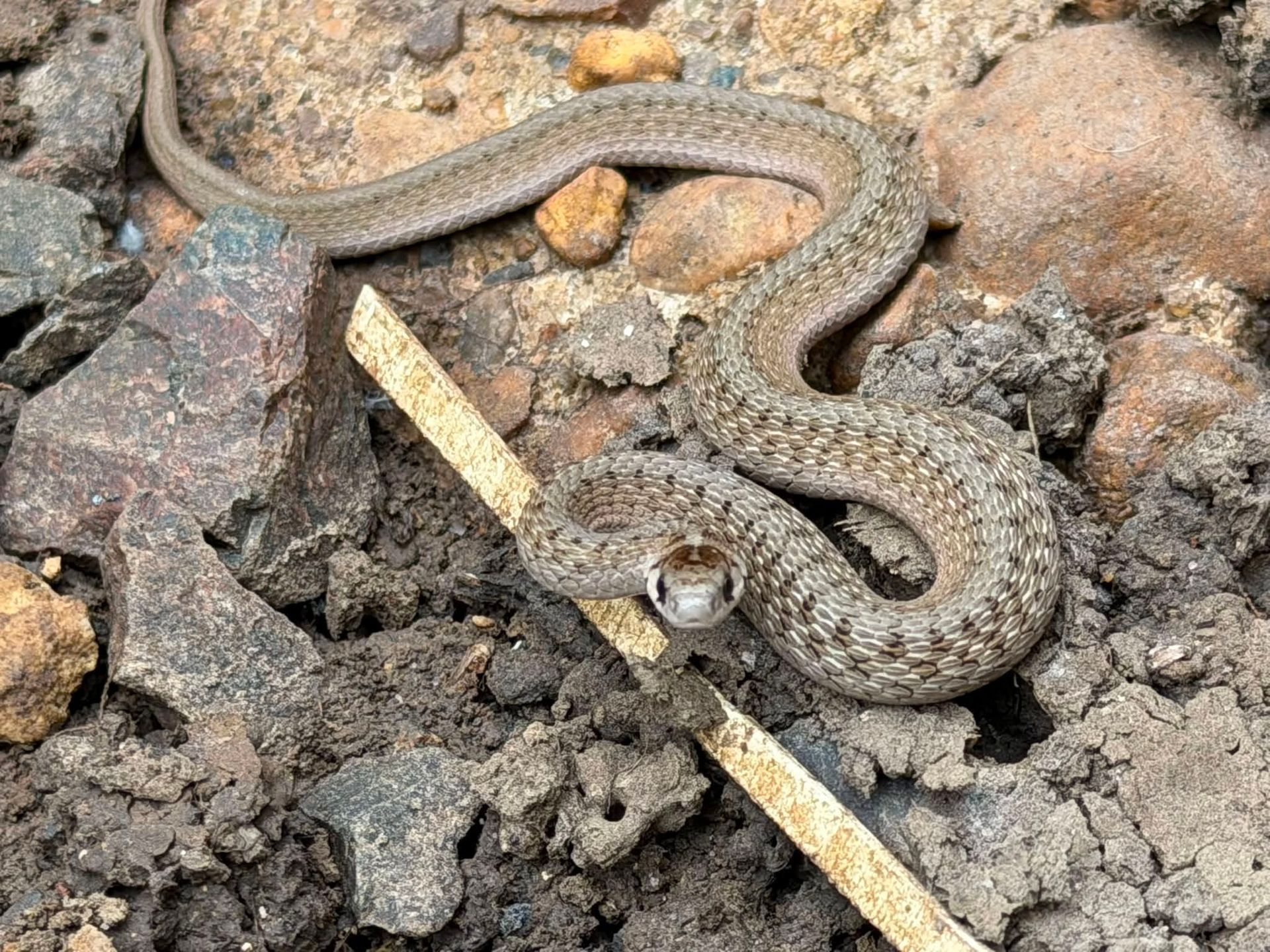 Small brown snake coiled on rocky ground beside a wooden stick, head raised in alert posture