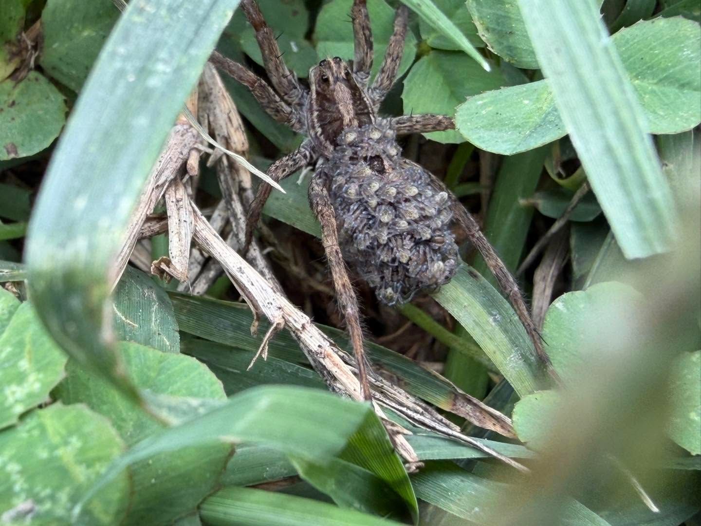 Small brown camouflaged spider among green grass blades and dry twigs