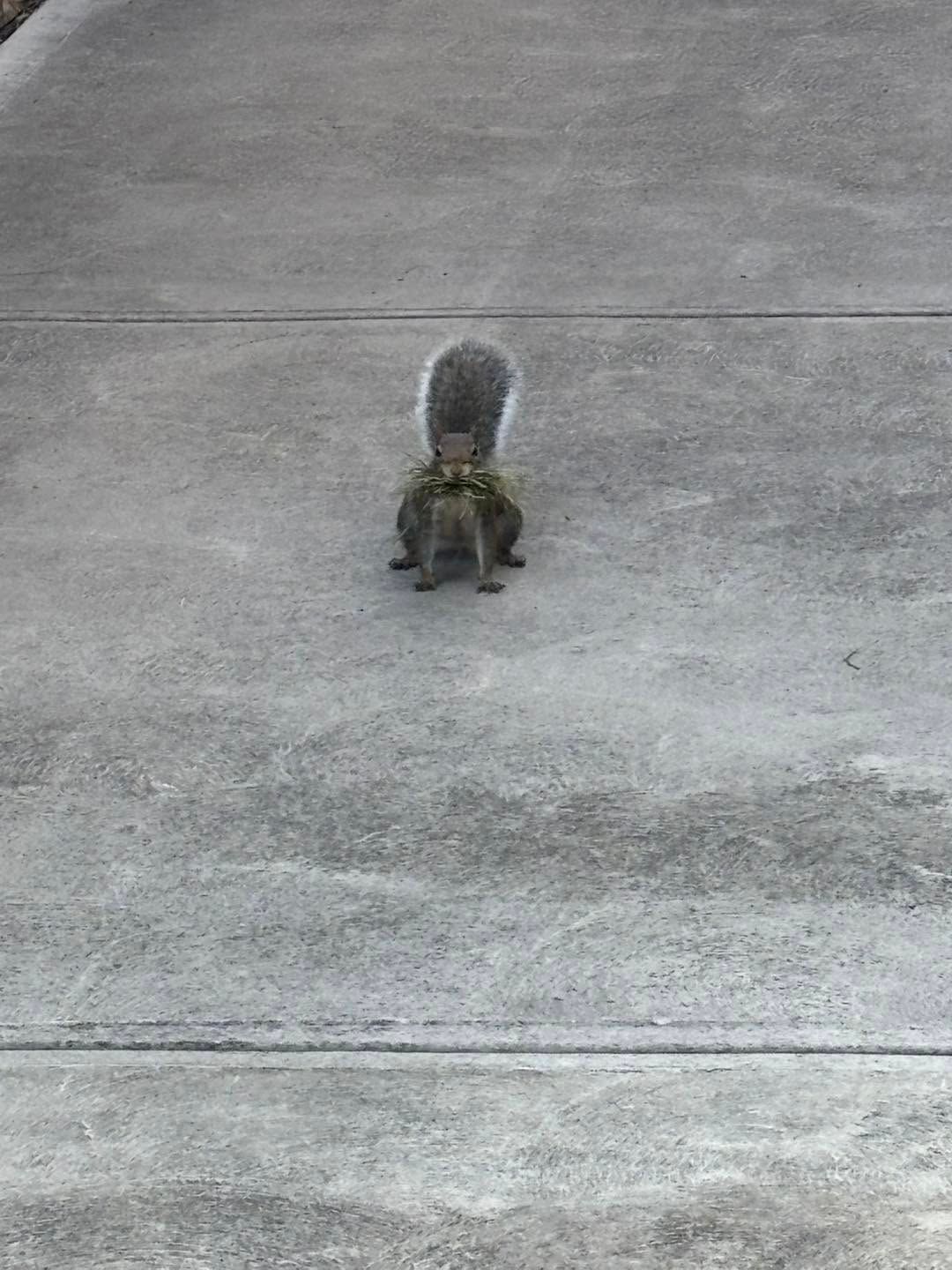 A squirrel sits on a gray concrete driveway, facing away with its bushy tail raised.