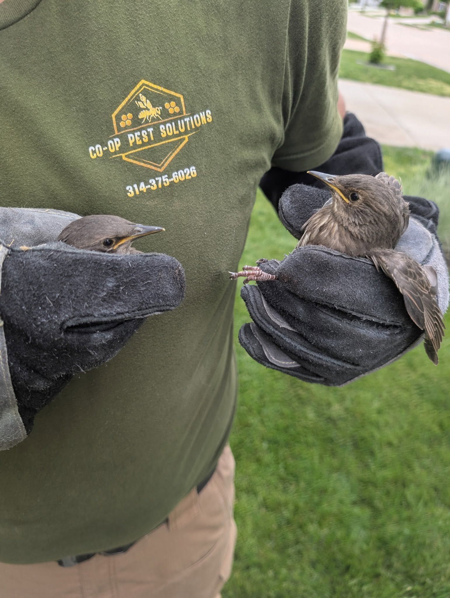 Person holding two small birds in black gloves, wearing a green shirt outdoors on grass