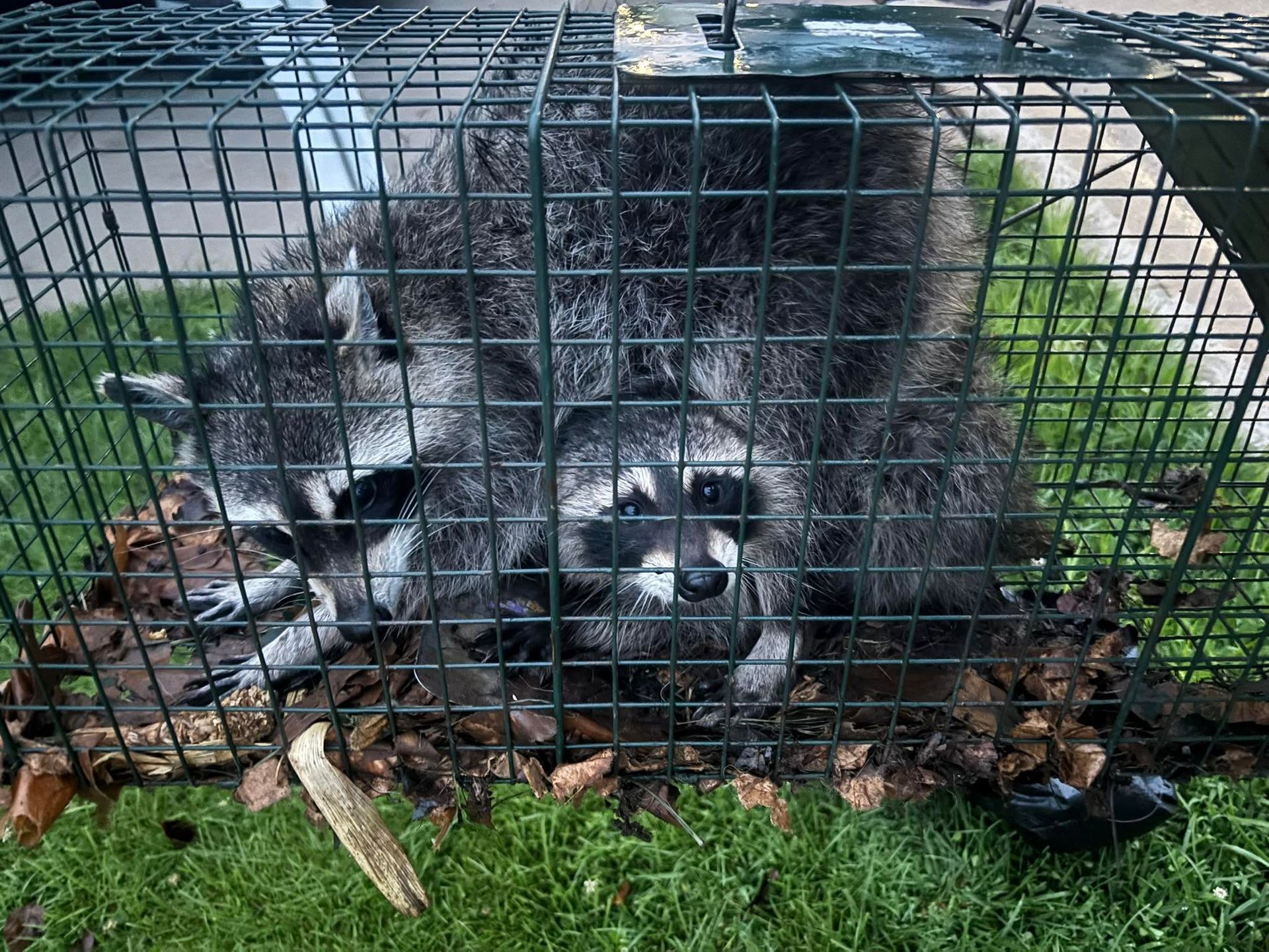 Two raccoons huddled in a wire live trap on grass and leaves outdoors