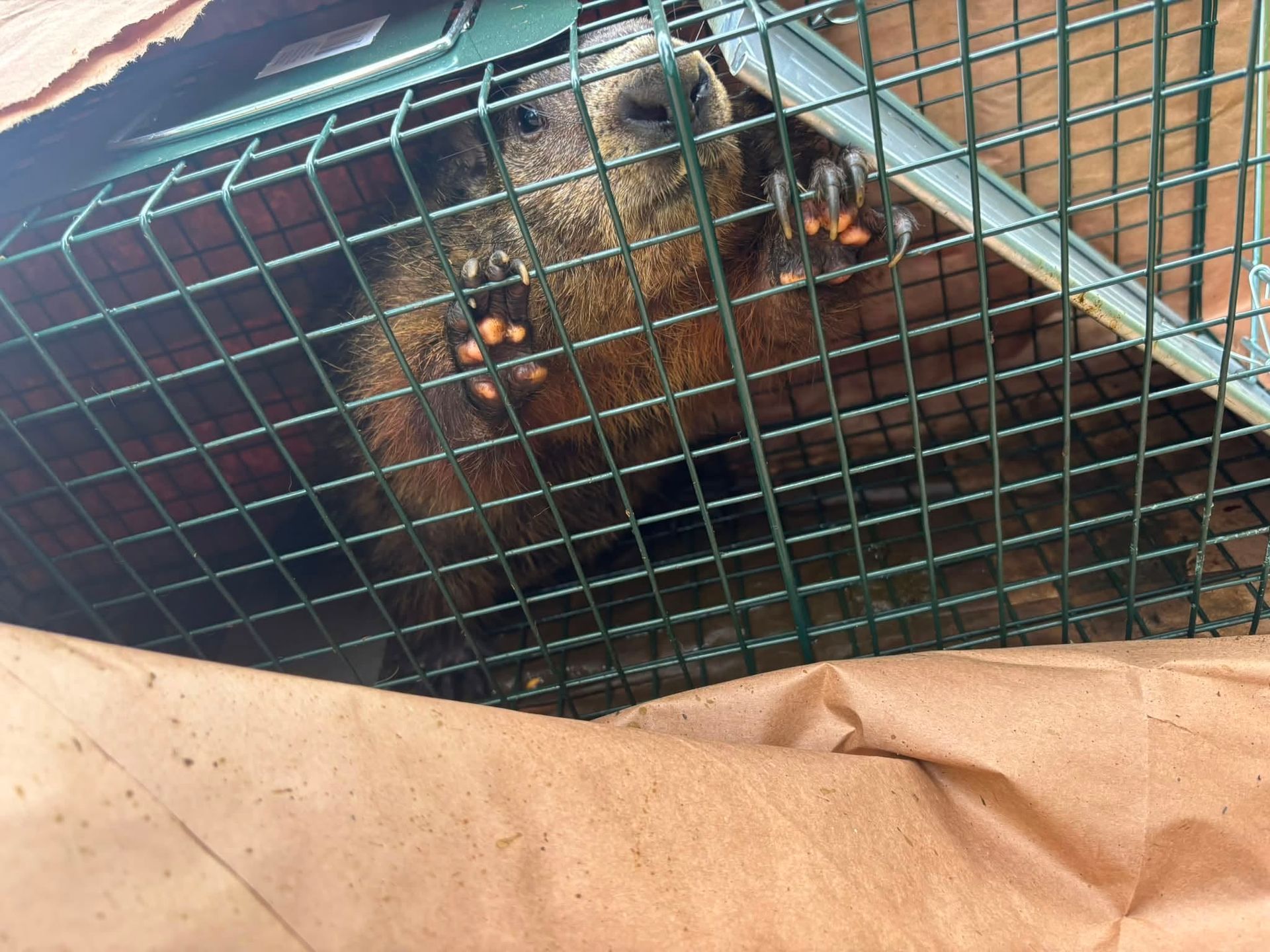 Small brown animal inside a tilted wire cage on a wooden surface, with a brown paper bag in front