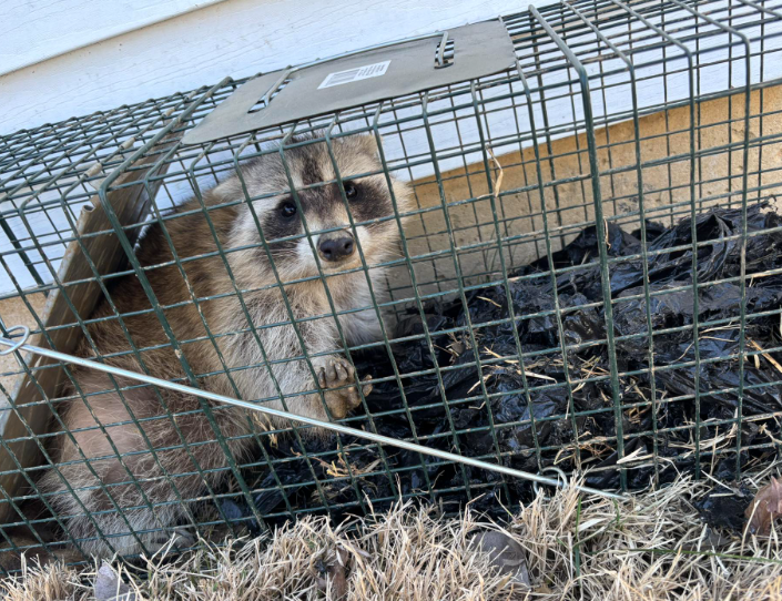 A young raccoon sits inside a wire cage trap resting on the ground near a building foundation.