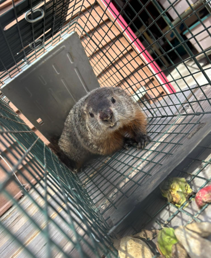 A brown groundhog sits inside a wire cage trap with pieces of fruit scattered near the entrance.