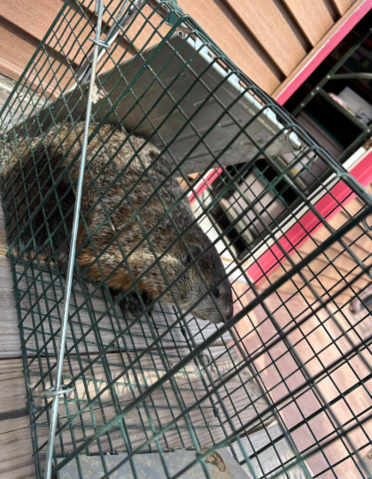 A groundhog sits inside a metal wire cage trap set on a wooden porch.