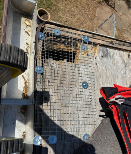 A patch of metal mesh secured with screws over a hole in a weathered plywood roof, next to a ladder and a red bag.
