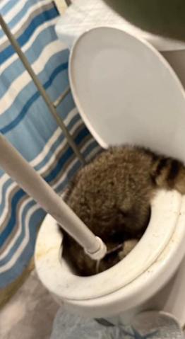 A small tabby kitten is inside a white toilet bowl, reaching for a white toilet plunger.
