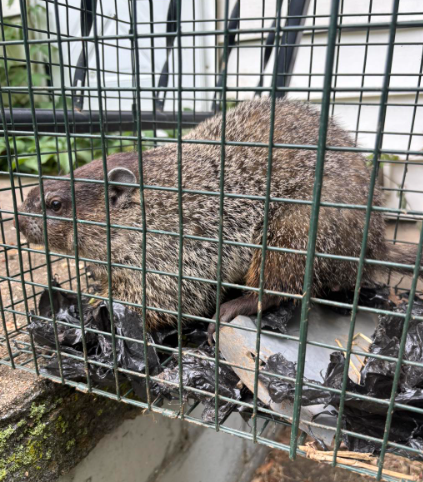 A woodchuck or groundhog sits inside a wire cage trap on a patio next to a house.