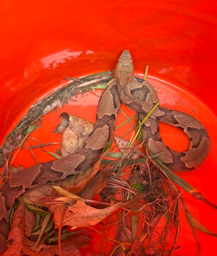 A copperhead snake with distinct dark, hourglass-shaped markings rests inside a bright orange bucket with dry leaves.