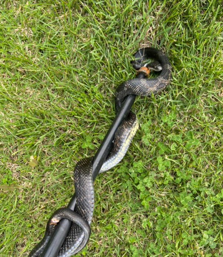 A black snake with white patterned scales coiled around a thin black pole, positioned against a background of green grass.