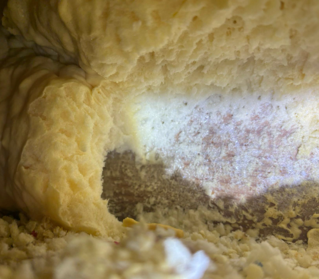 A close-up view of textured, beige foam insulation with a patch of light-colored, fuzzy fungal or mold growth.