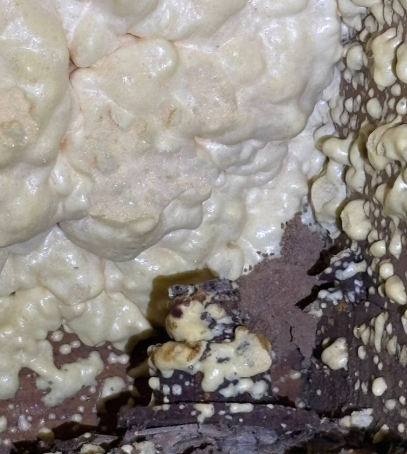 Expanding pale yellow spray foam insulation partially covers a dark brown, textured surface with small, circular drips.