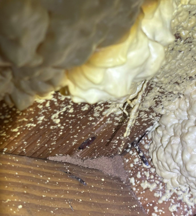 Small, dark insects near a mound of wood shavings and spray foam insulation on a wooden surface.