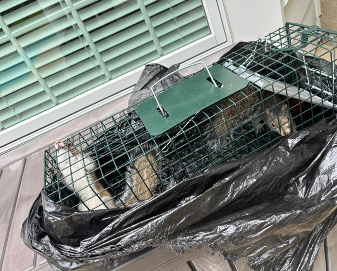 A possum inside a green metal live-catch trap resting on a deck partially covered by a black plastic bag.