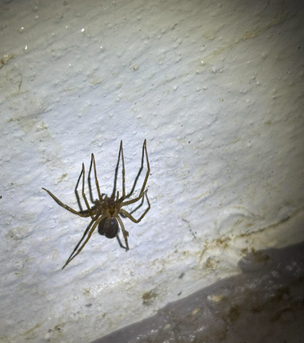 A brown, long-legged spider perched on a textured, off-white interior wall.
