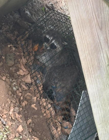 A raccoon sits inside a wire cage trap nestled on the ground near a wooden structure.