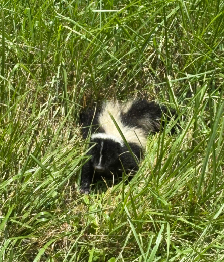 A small black and white skunk resting in thick green grass.
