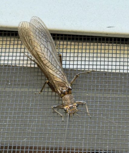 A large, brown stonefly with intricate veined wings resting on a dark window screen.
