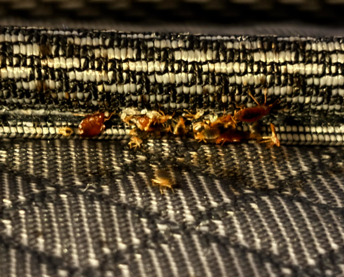 A cluster of brown bed bugs and debris hidden in the fabric seam of a mattress.