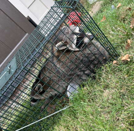 Two raccoons huddled together inside a wire cage trap resting on green grass.