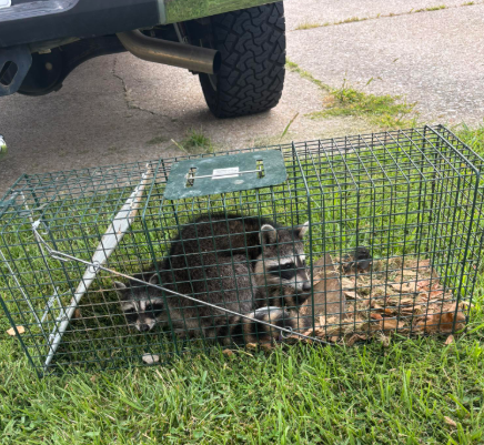 Two raccoons are confined inside a wire mesh trap resting on grass near the bumper of a vehicle.