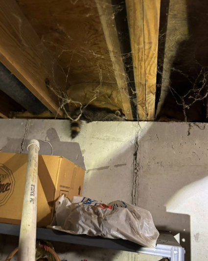 A raccoon’s tail hangs from the ceiling joists of a dim basement near a cracked concrete wall.