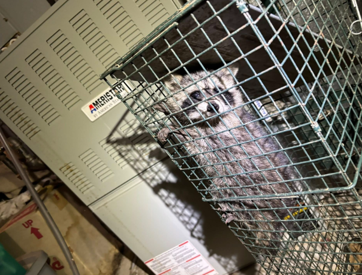 A raccoon sits inside a wire cage trap located indoors next to a large heating unit.