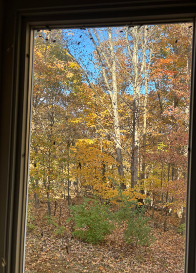 A window view of autumn trees with yellow, orange, and brown leaves under a bright blue sky.