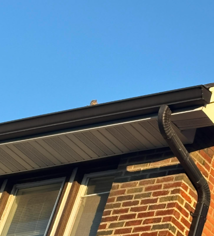 A small bird perched on the black gutter of a brick building under a clear blue sky.