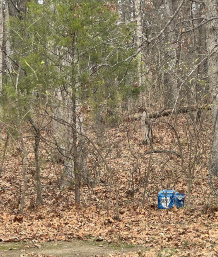 A blue plastic bag sits on the ground covered in brown fallen leaves in a wooded area.