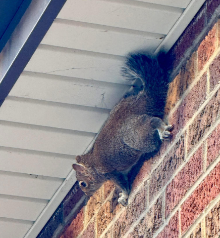 A grey squirrel clings to the side of a brick building near the white soffit of a roof eave.