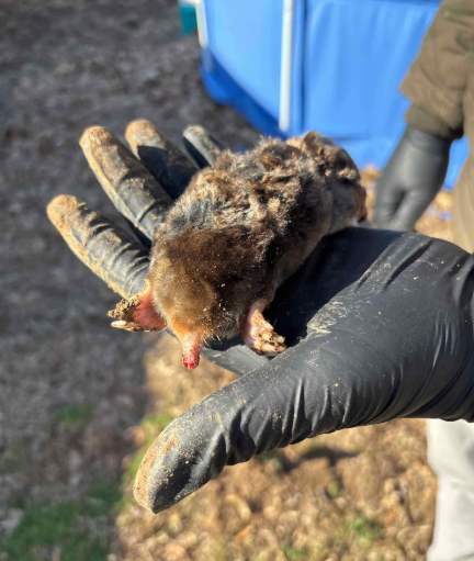 A gloved hand holds a small, furry, dark brown mole with a pointed pink nose, outdoors near a blue pool.