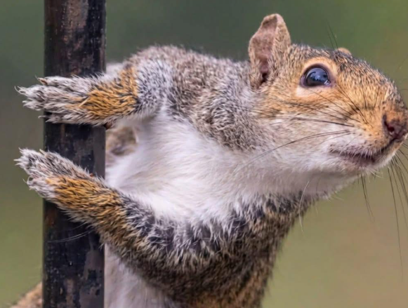 A squirrel clings to a vertical dark pole, looking to the right with its paws gripping the surface.