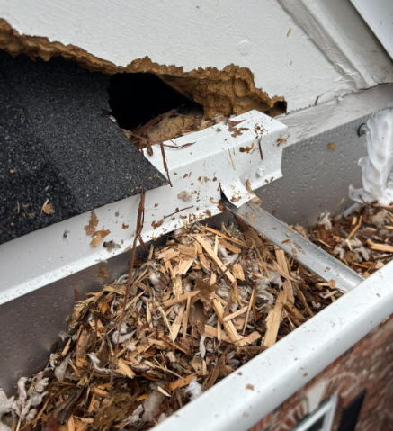A gap in white roof trim reveals debris and nesting materials spilling into a clogged metal gutter.