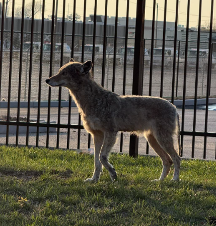 A coyote stands in profile on a grassy lawn in front of a black metal fence with vehicles in the background.