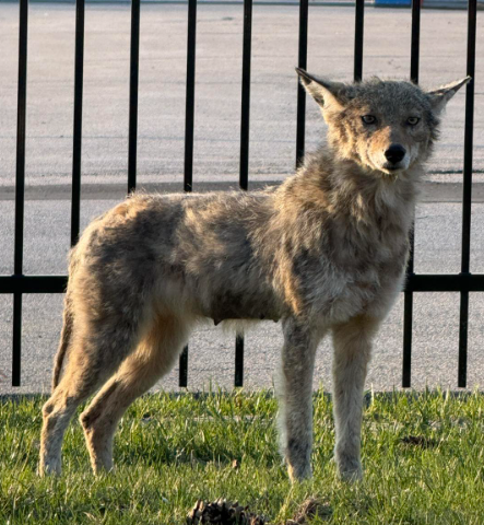 A coyote with grayish-brown fur stands on green grass in front of a black metal fence, looking directly at the camera.
