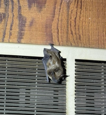 A small, brown, furry bat hanging upside down on the metal slats of an air conditioning vent against a wooden wall.